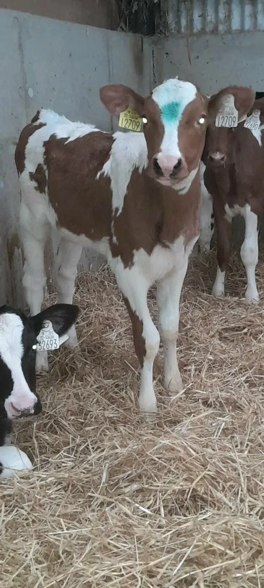 Pedigree heifers - Image 2