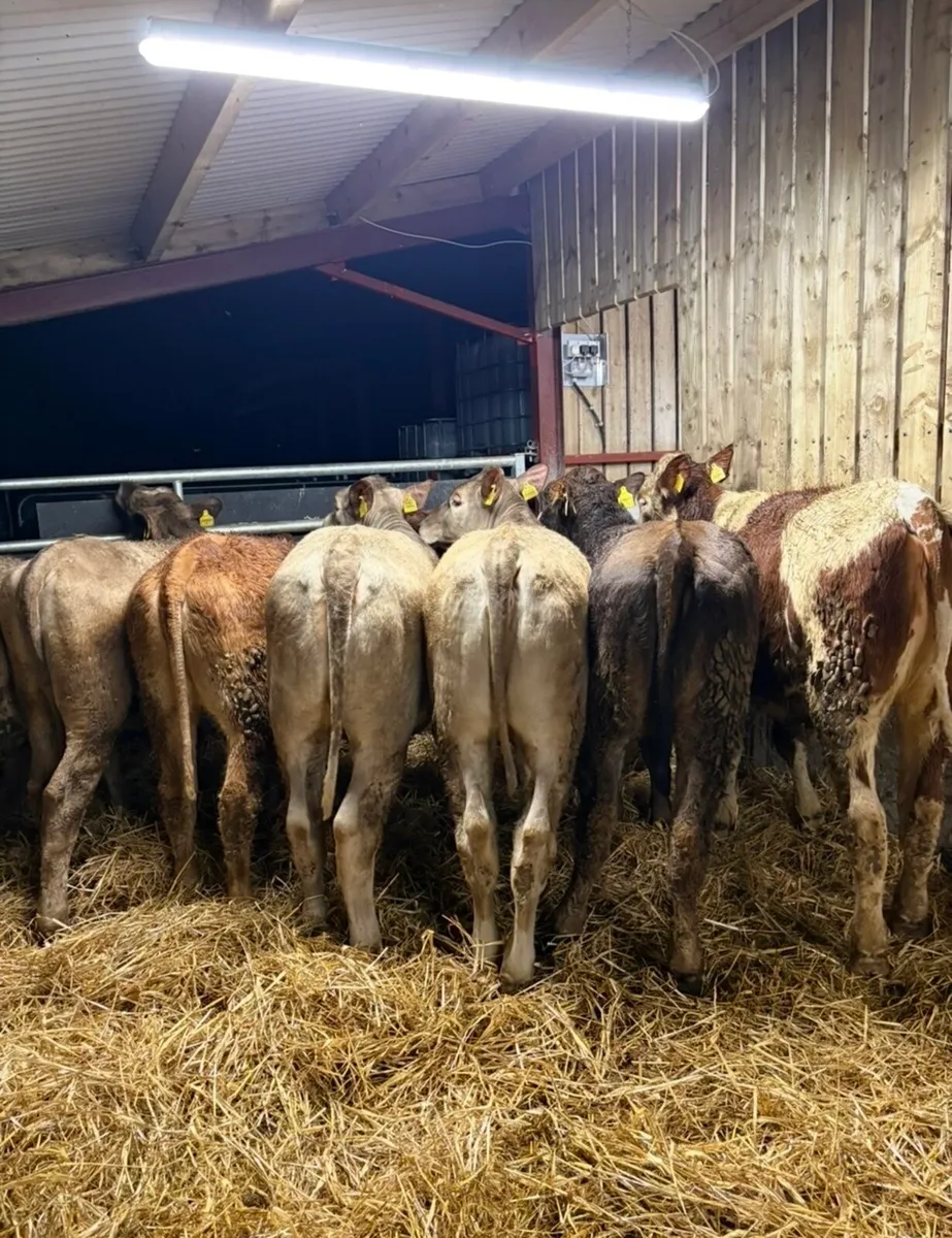 8 super 350kg continental heifers for sale - Image 2