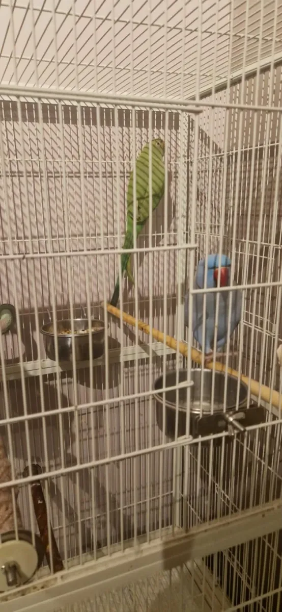 2 ringnecks and cage - Image 1
