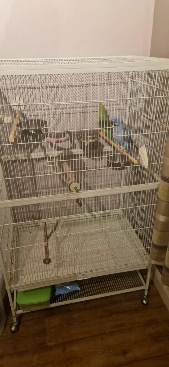 2 ringnecks and cage - Image 2
