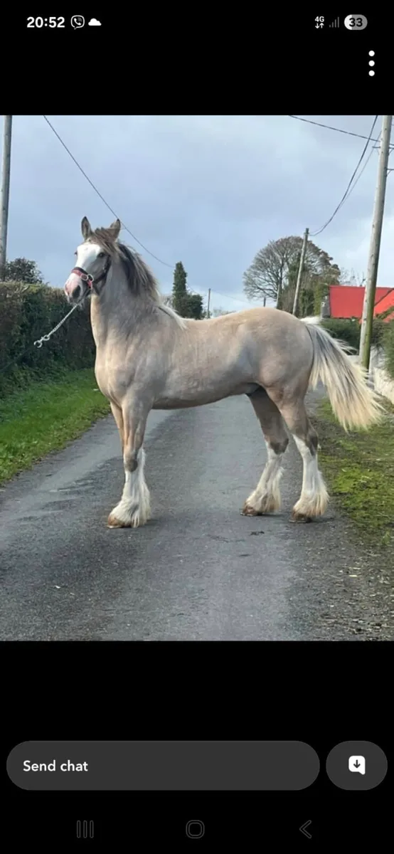 ***Dun Colt*** - Image 1