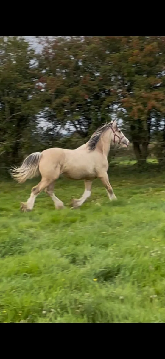 ***Dun Colt*** - Image 2