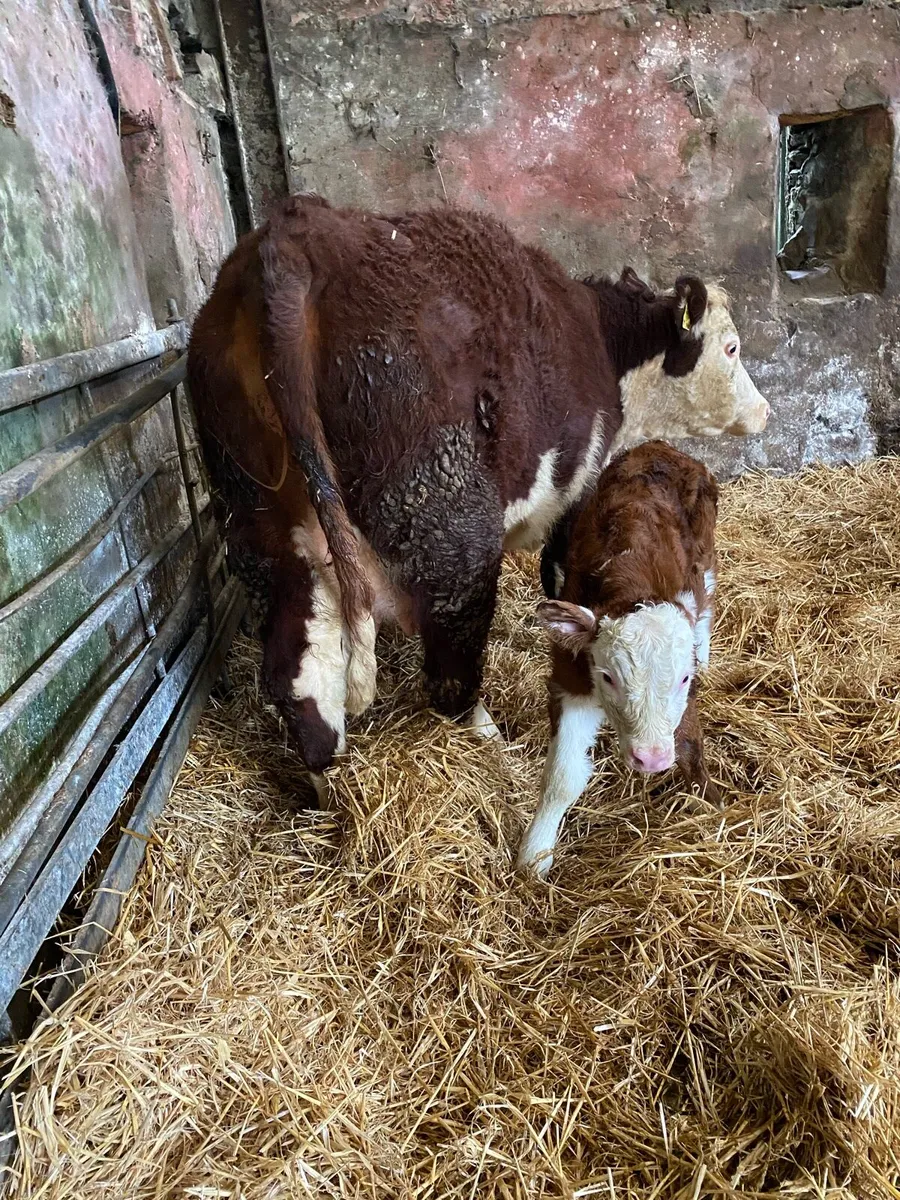 🌟🌟PUREBRED REGISTERED 🌟🌟 - Image 2