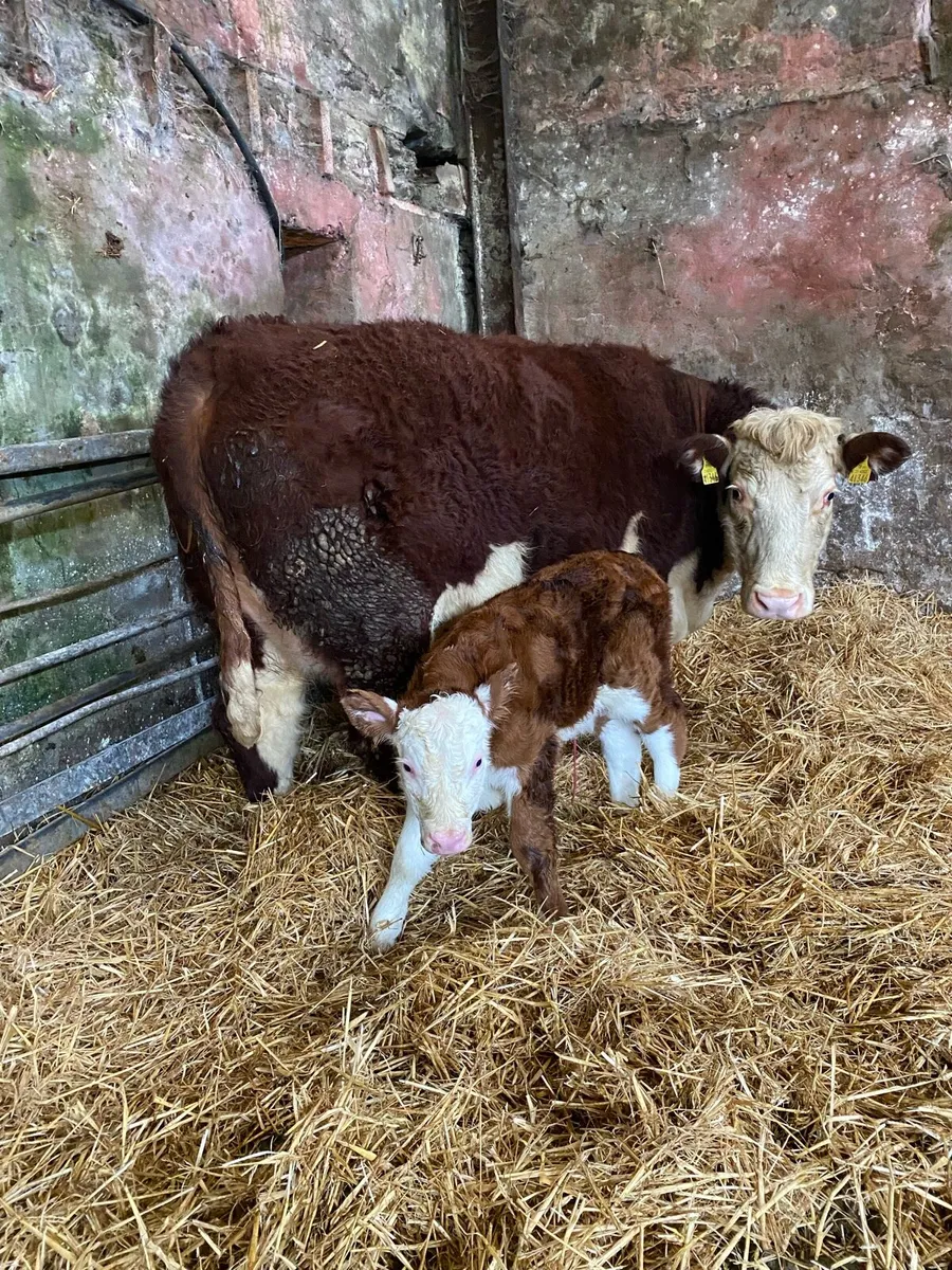 🌟🌟PUREBRED REGISTERED 🌟🌟 - Image 3