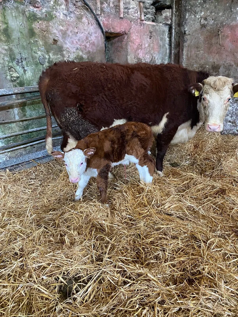 🌟🌟PUREBRED REGISTERED 🌟🌟 - Image 4