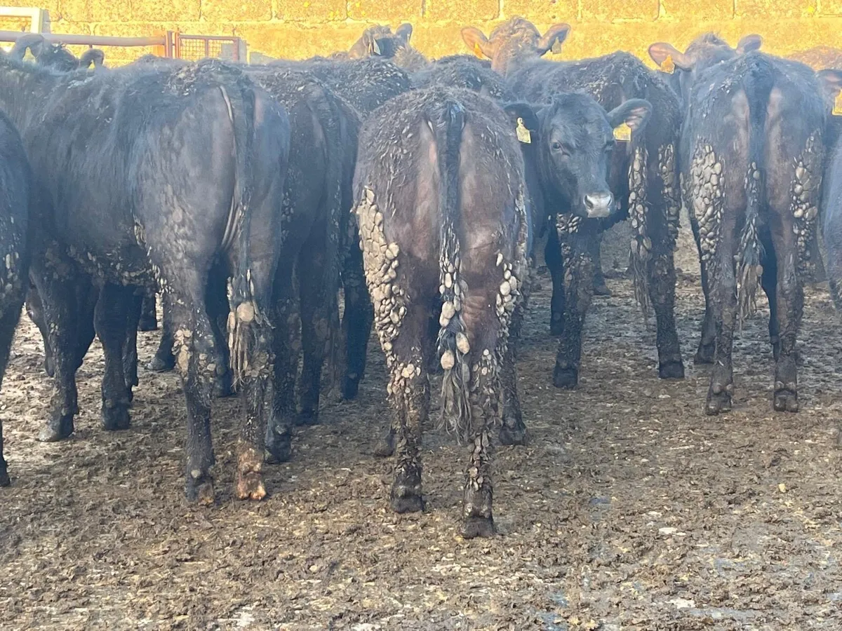 40 Angus bullocks and heifers - Image 1