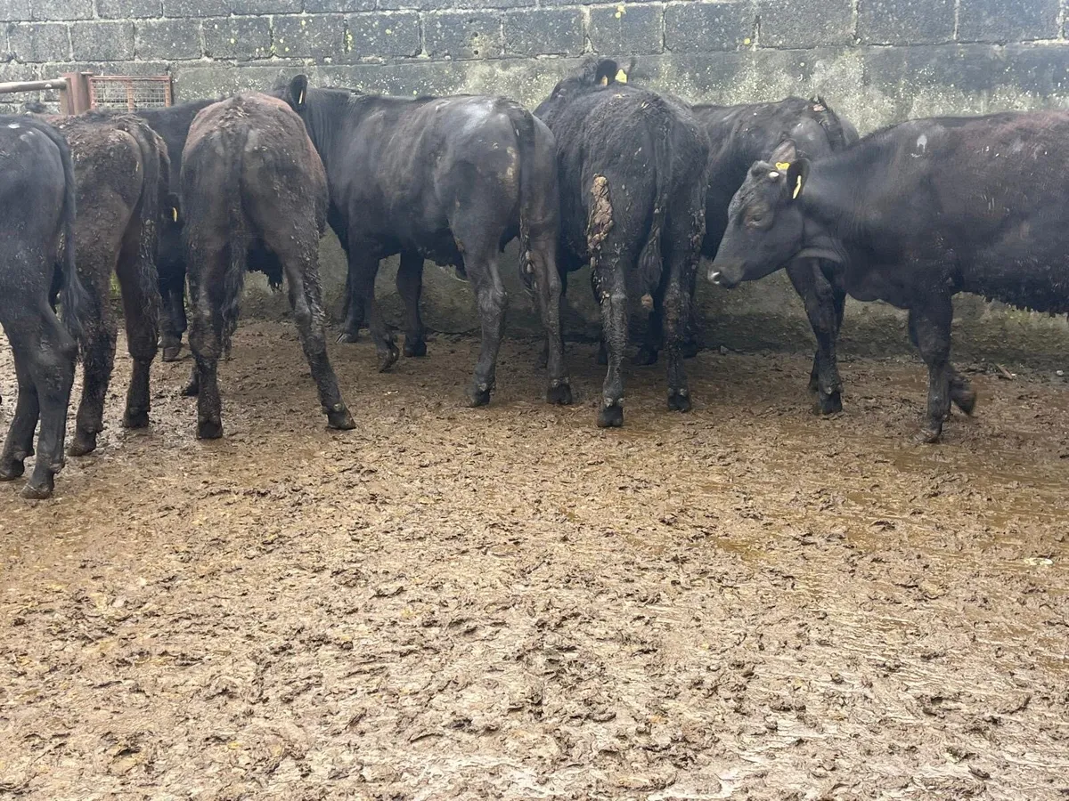 40 Angus bullocks and heifers - Image 2