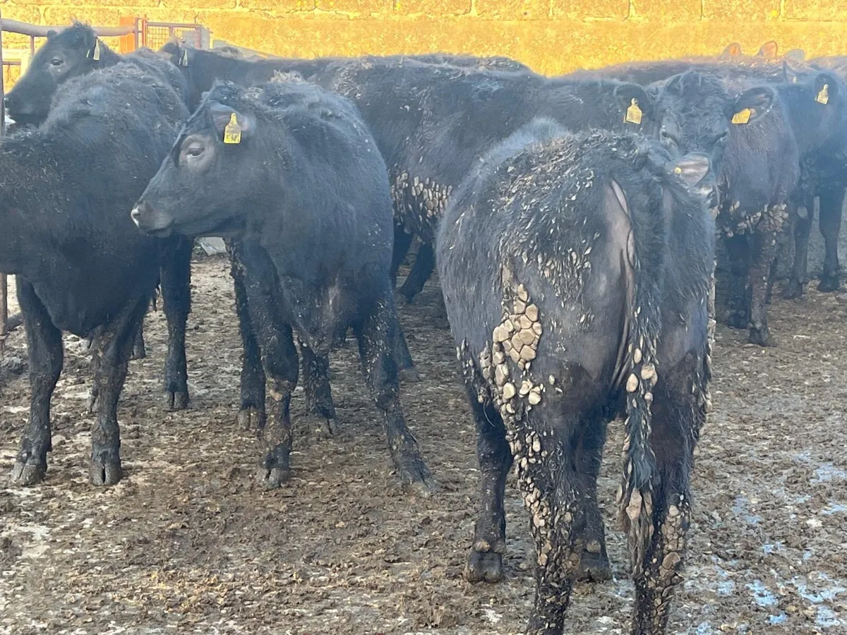 40 Angus bullocks and heifers - Image 3