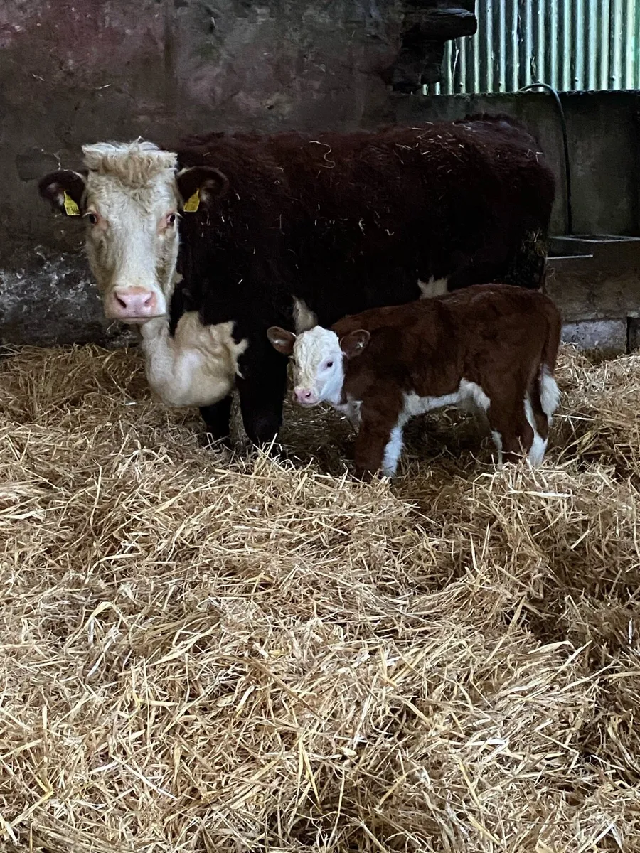 🌟🌟PUREBRED REGISTERED 🌟🌟 - Image 1