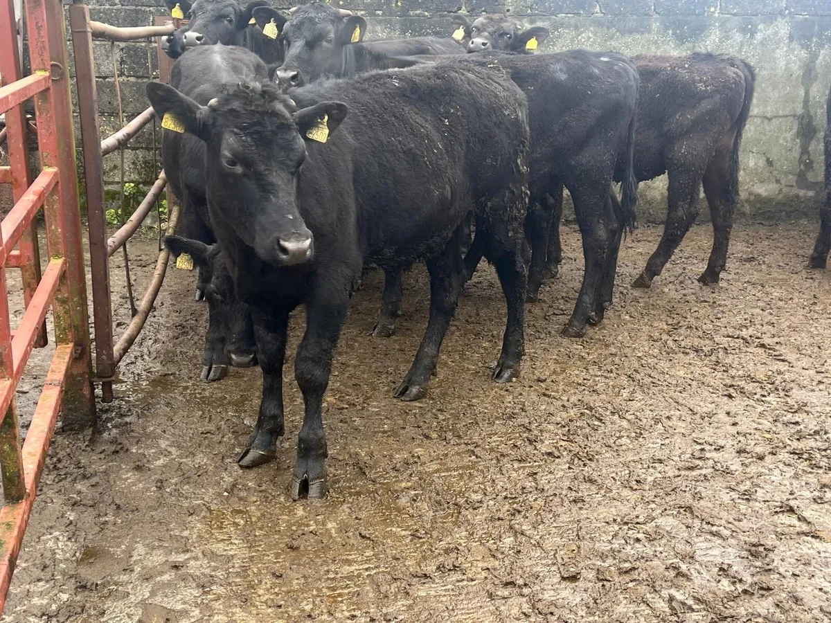 40 Angus bullocks and heifers - Image 4