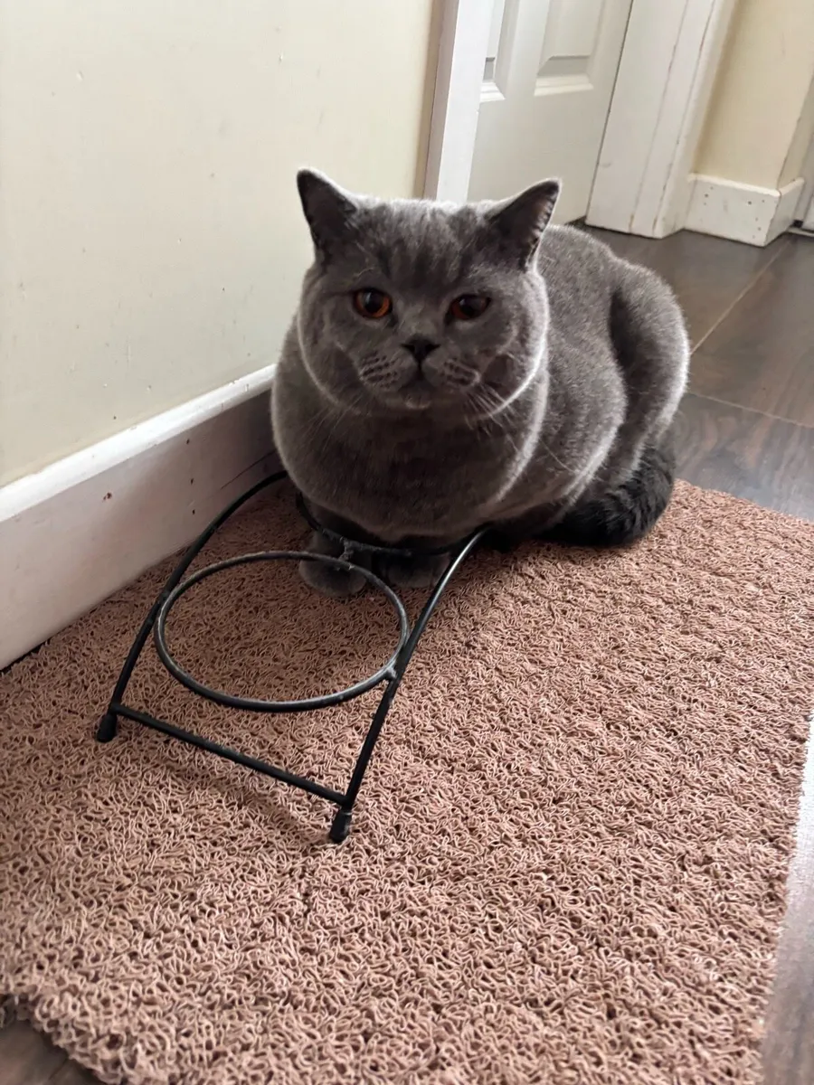 British shorthair - Image 2