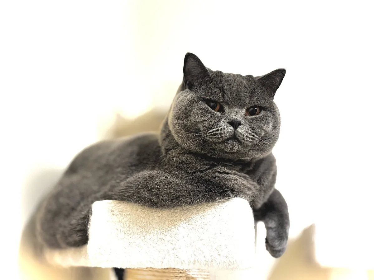 British shorthair - Image 1