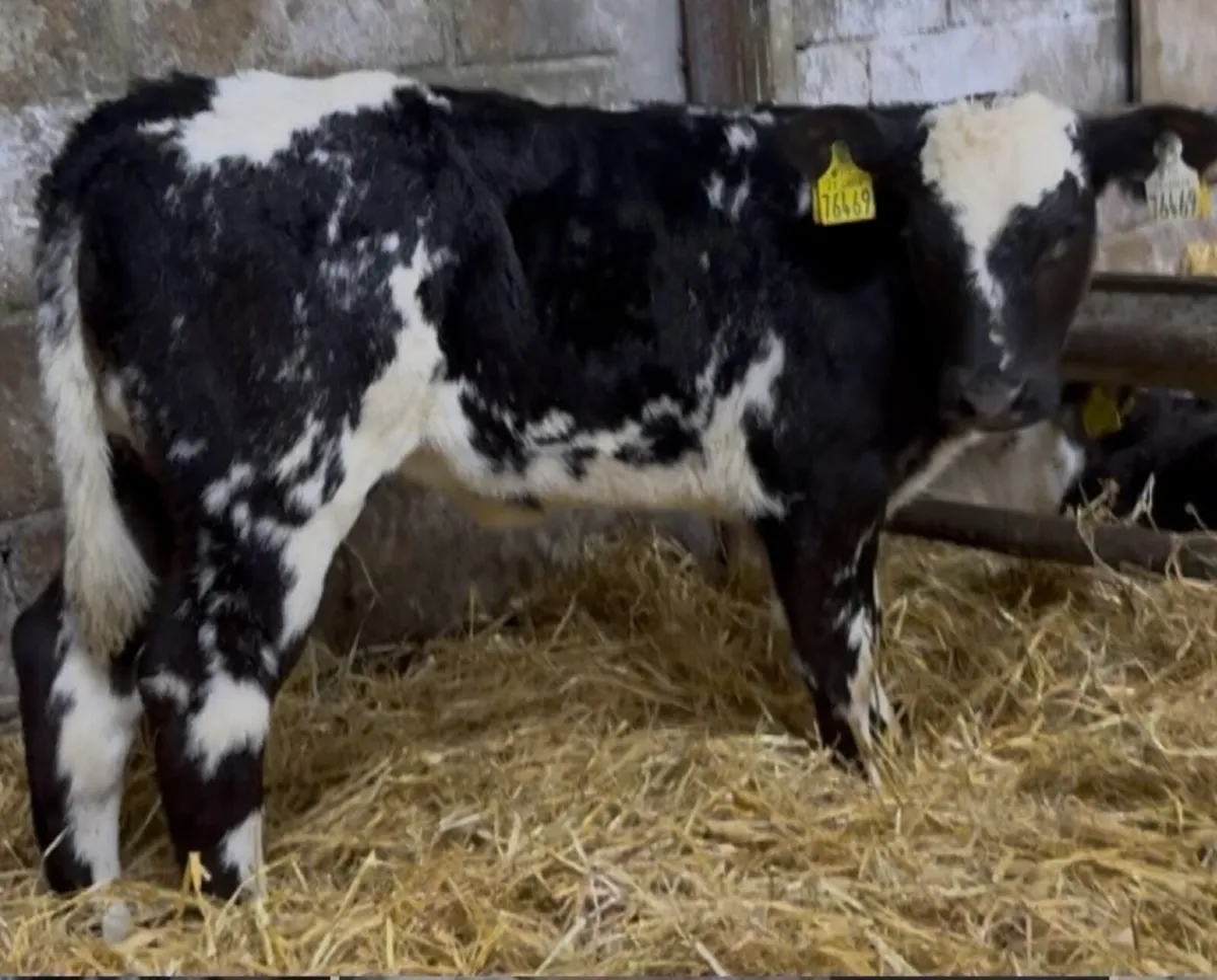 😍😍 4 smashing Blue heifer calves - Image 3