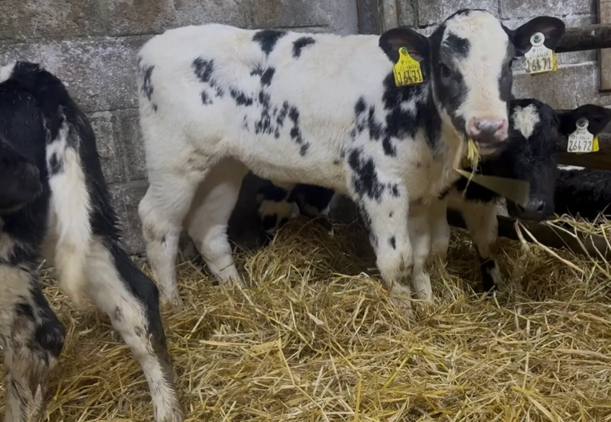 😍😍 4 smashing Blue heifer calves - Image 4