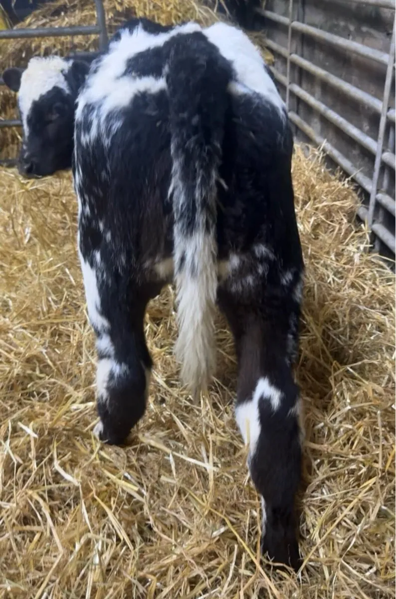 😍😍 4 smashing Blue heifer calves - Image 2