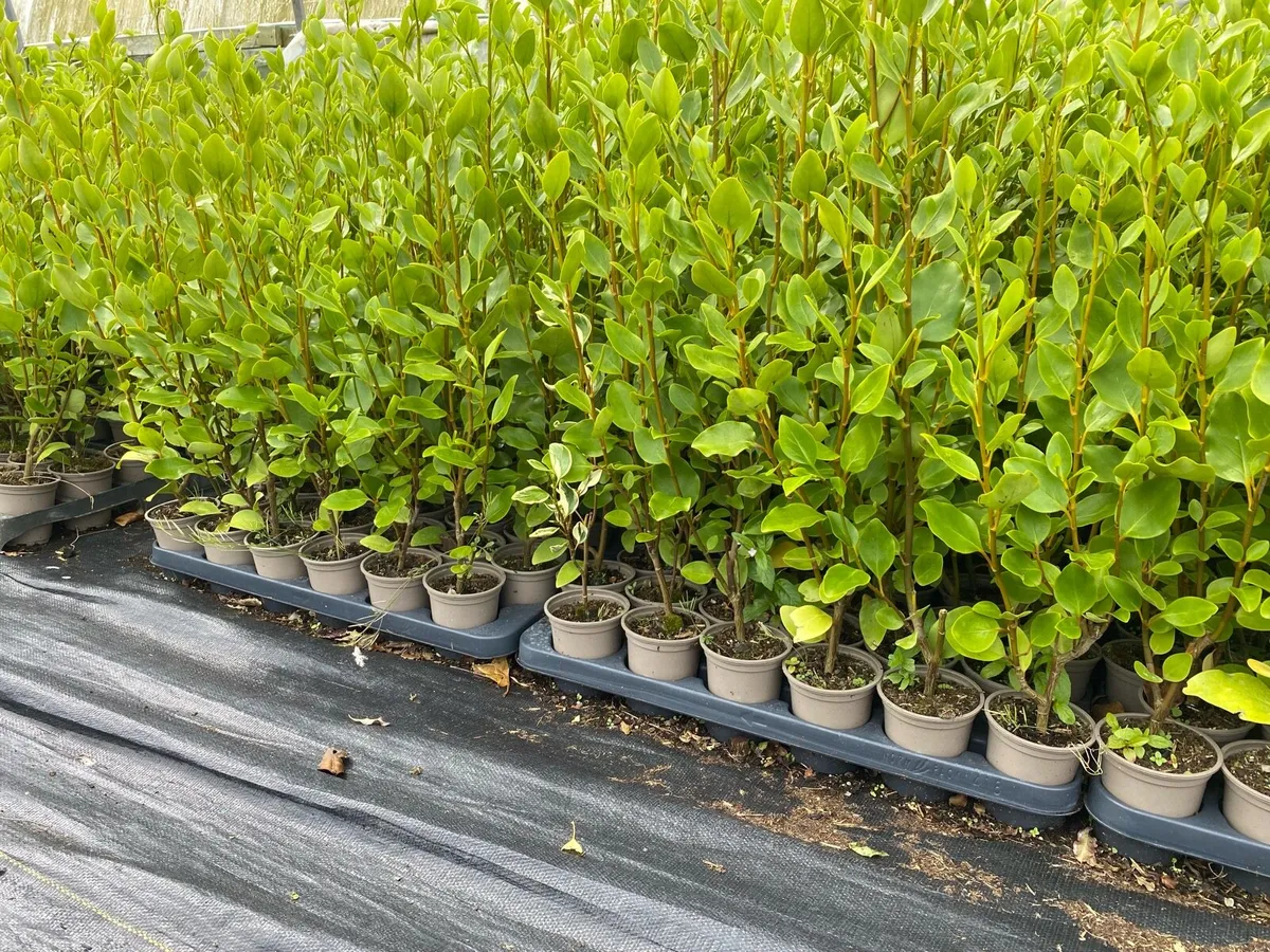 Griselinia hedging - Image 3
