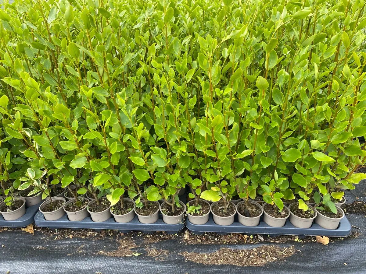 Griselinia hedging - Image 4
