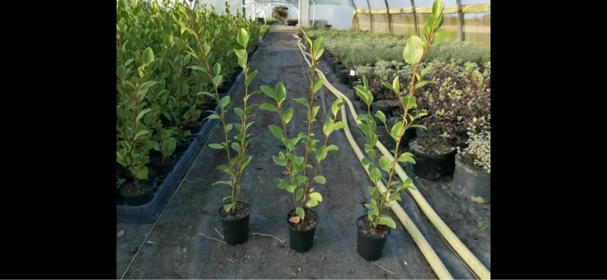 Griselinia hedging - Image 1