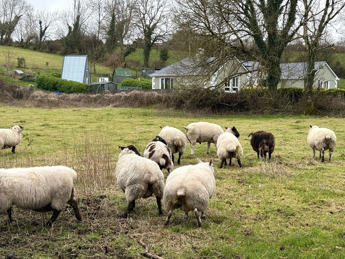40 in-lamb ewes - Image 2