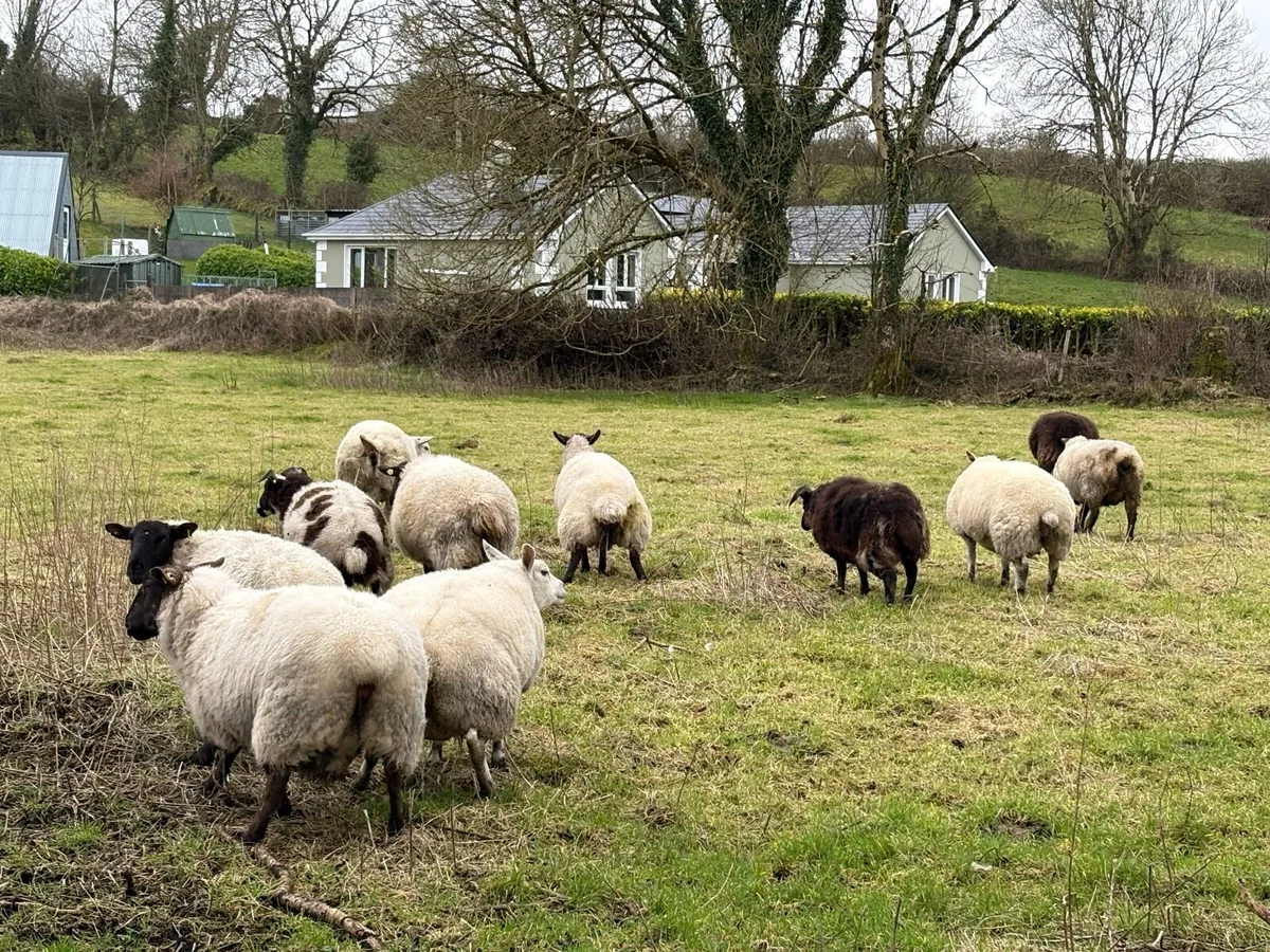 40 in-lamb ewes - Image 3