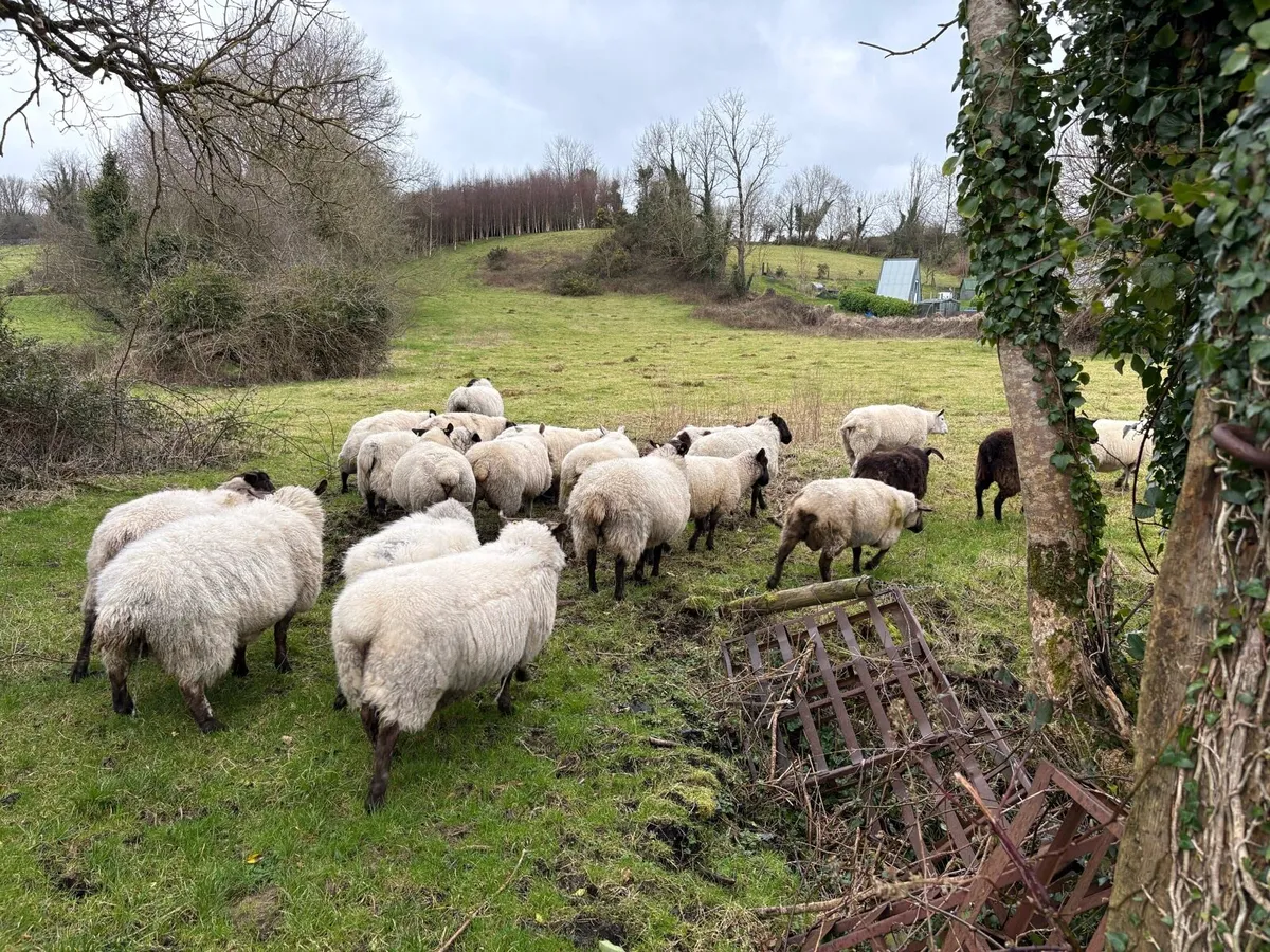 40 in-lamb ewes - Image 4