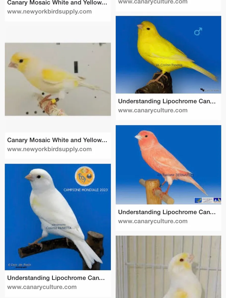 Cannery’s and finches - Image 4