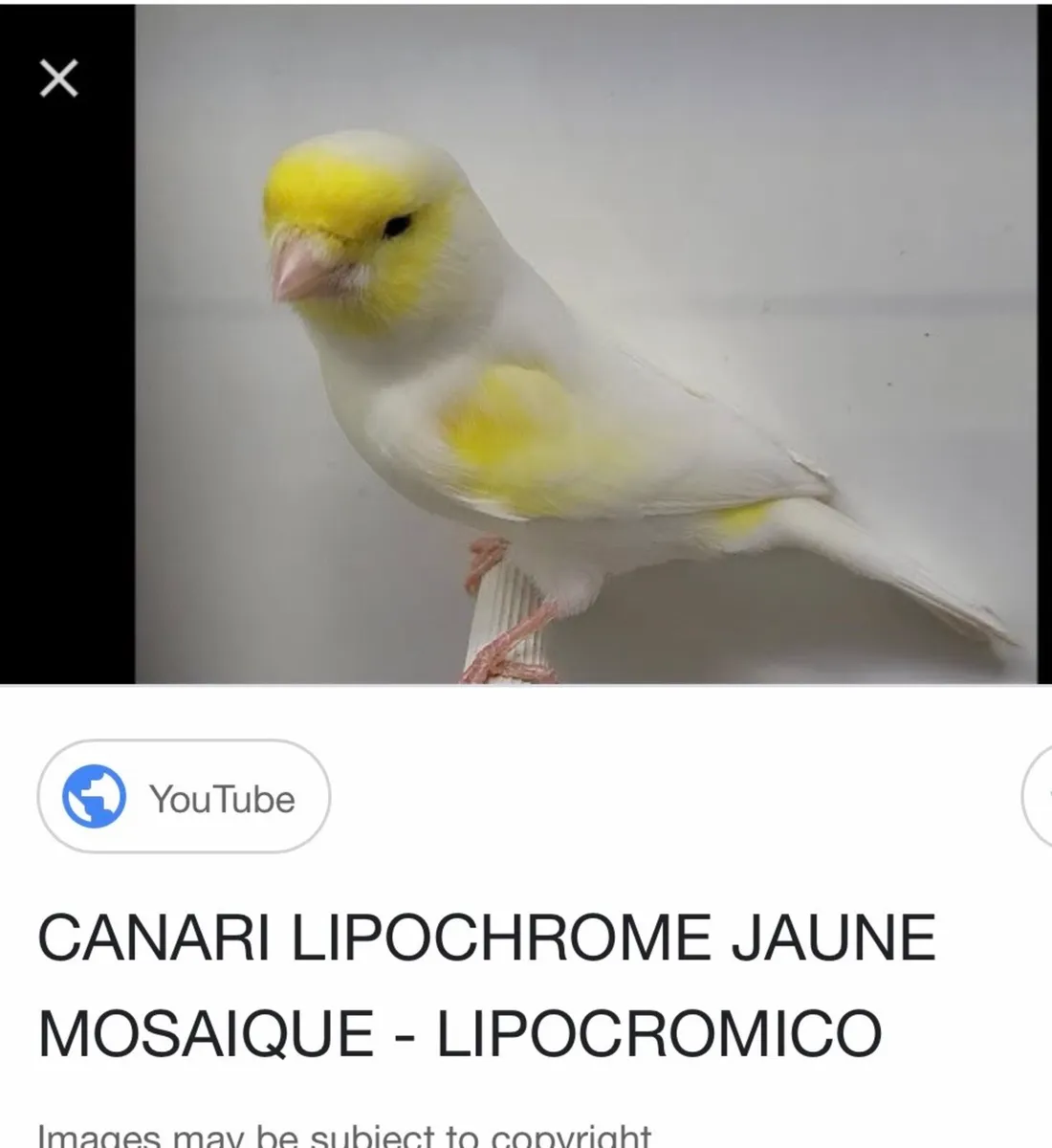 Cannery’s and finches - Image 1