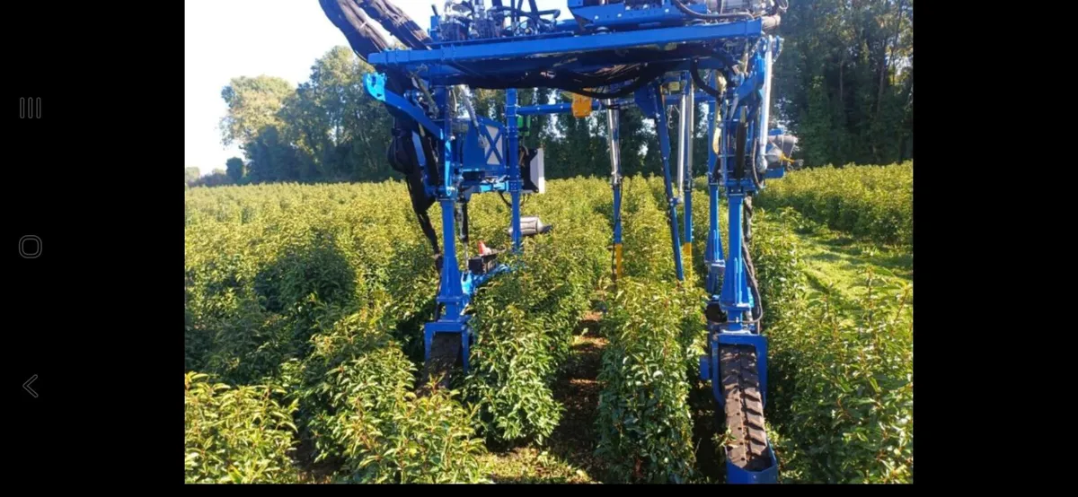 Portugese Laurel hedging - Image 2