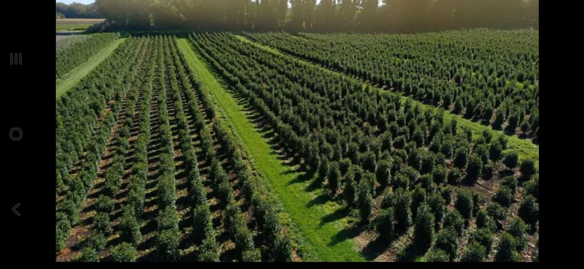 Portugese Laurel hedging - Image 1