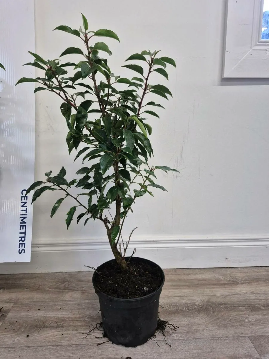 Hedging Portuguese Laurel Rootballed - Image 3