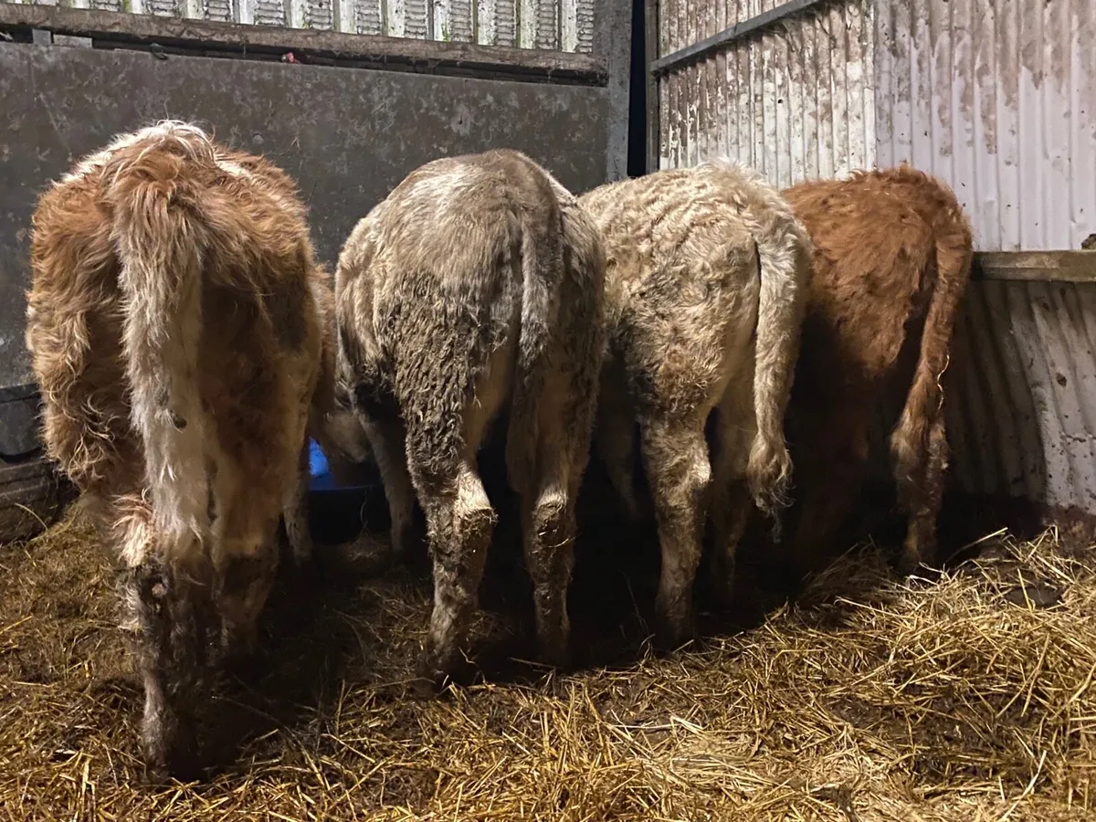 4 Super Charolais Weanling Heifers - Image 3