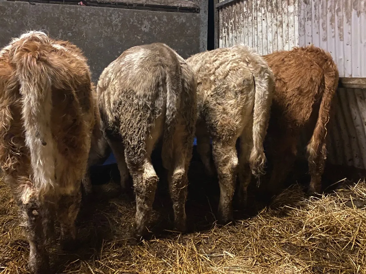 4 Super Charolais Weanling Heifers - Image 2