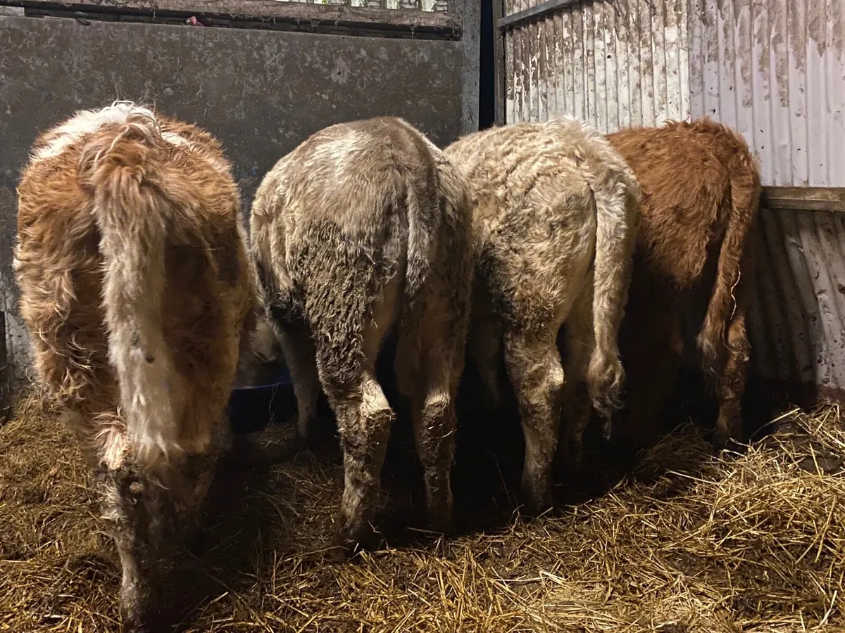 4 Super Charolais Weanling Heifers - Image 4