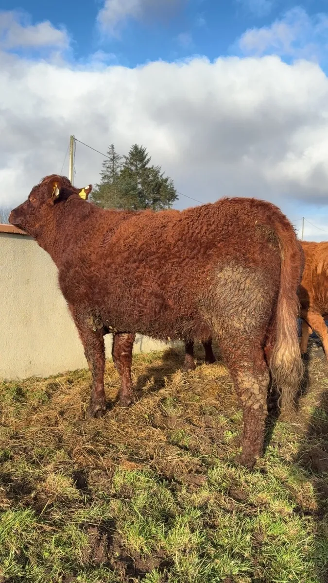 3 super 1st calfing heifers balla mart - Image 3