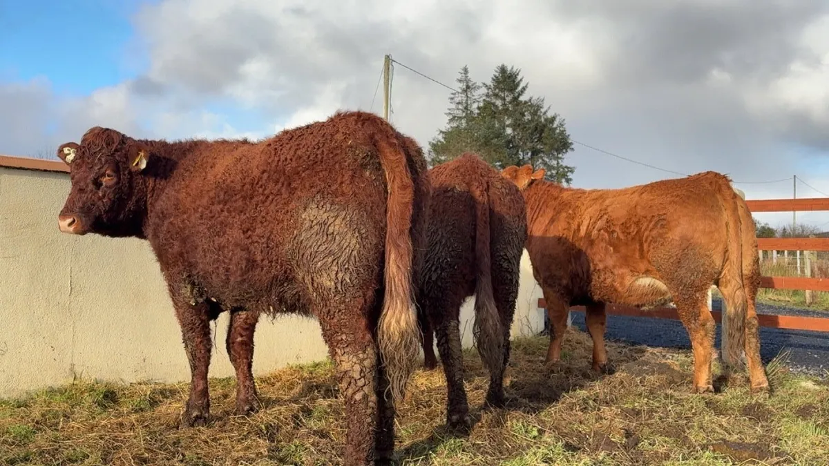 3 super 1st calfing heifers balla mart - Image 4