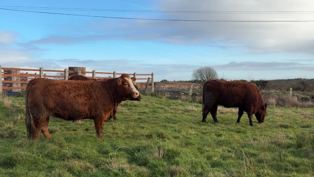 3 super 1st calfing heifers balla mart - Image 1