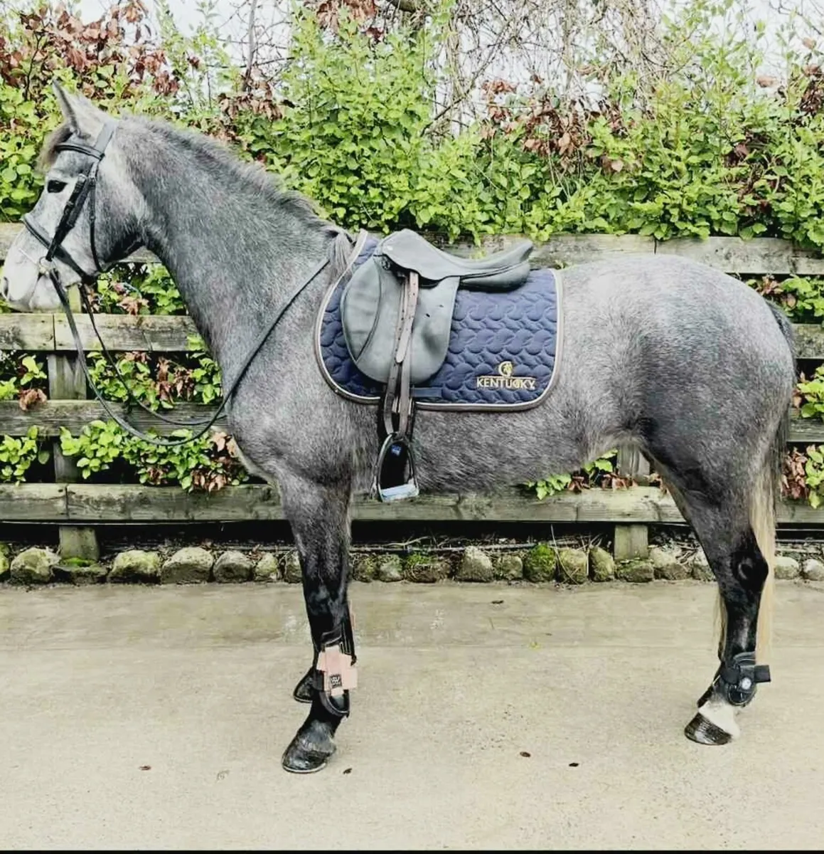 CONNEMARA MARE - Image 1