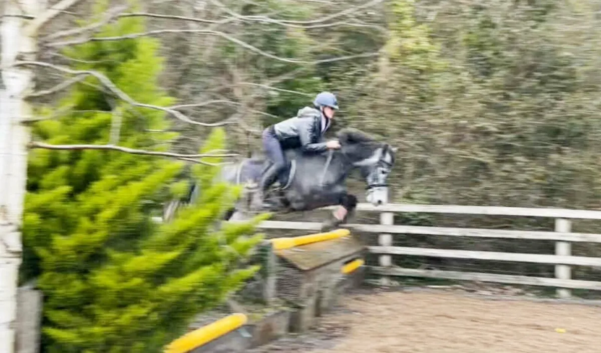 CONNEMARA MARE - Image 3