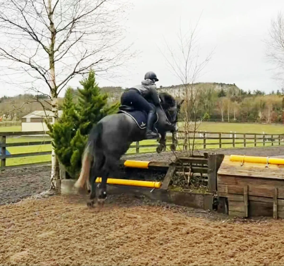 CONNEMARA MARE - Image 4