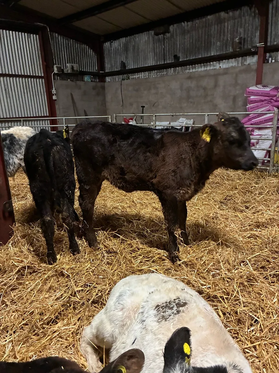 calves - Image 2