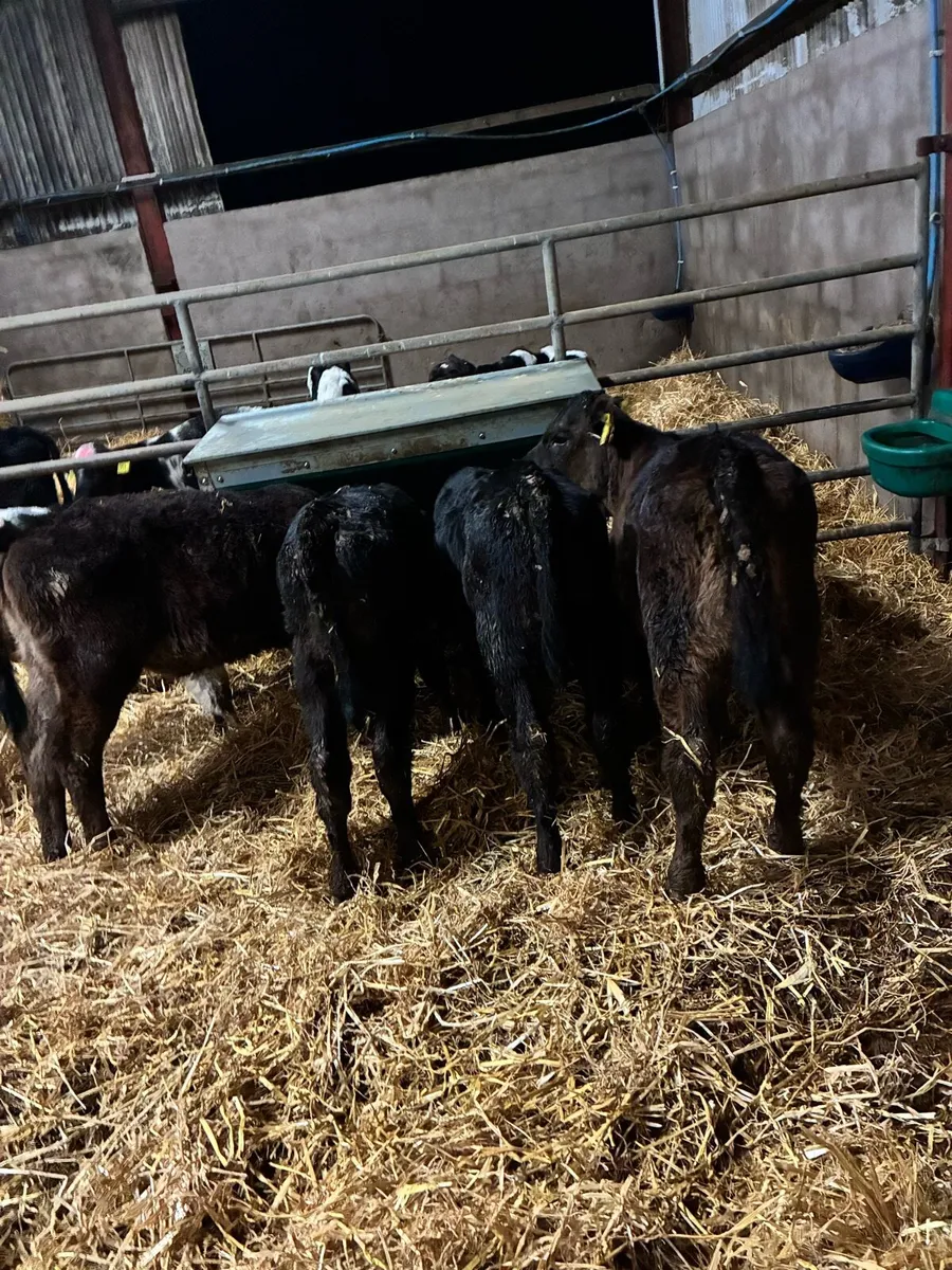calves - Image 4