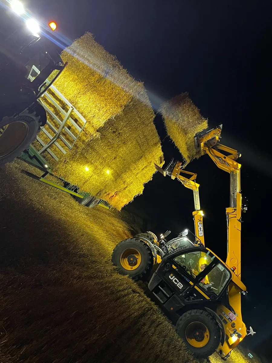 Barley straw - Image 4