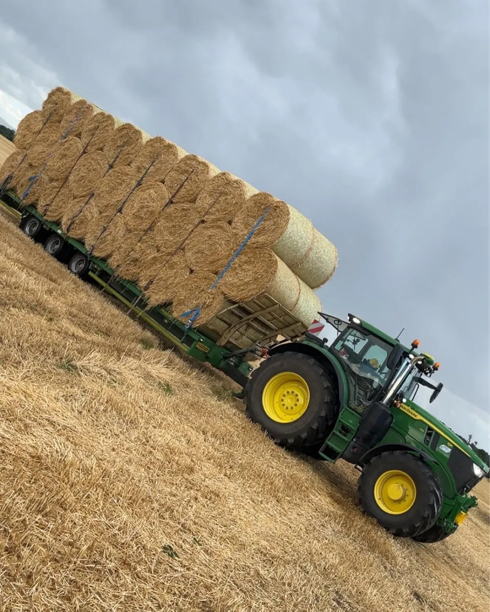 Barley straw - Image 2