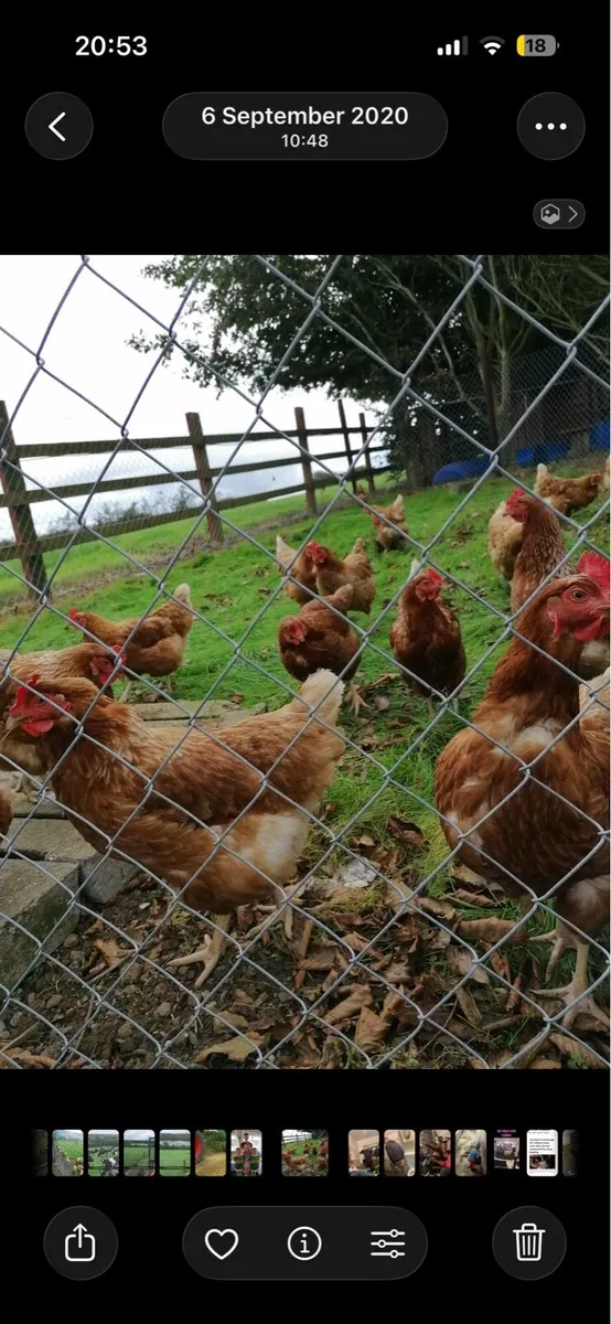 Free range hens