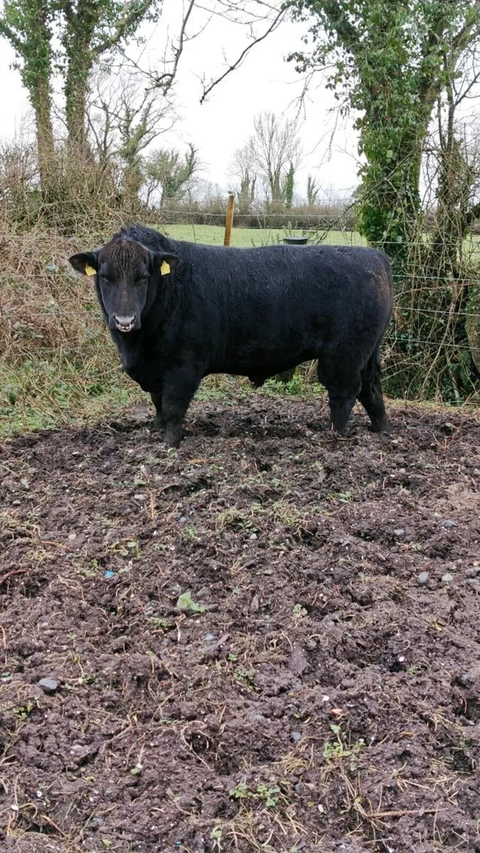 Angus bull - Image 3