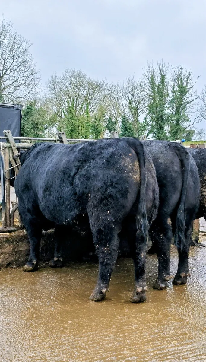 Angus Bulls For sale this Saturday - Image 1