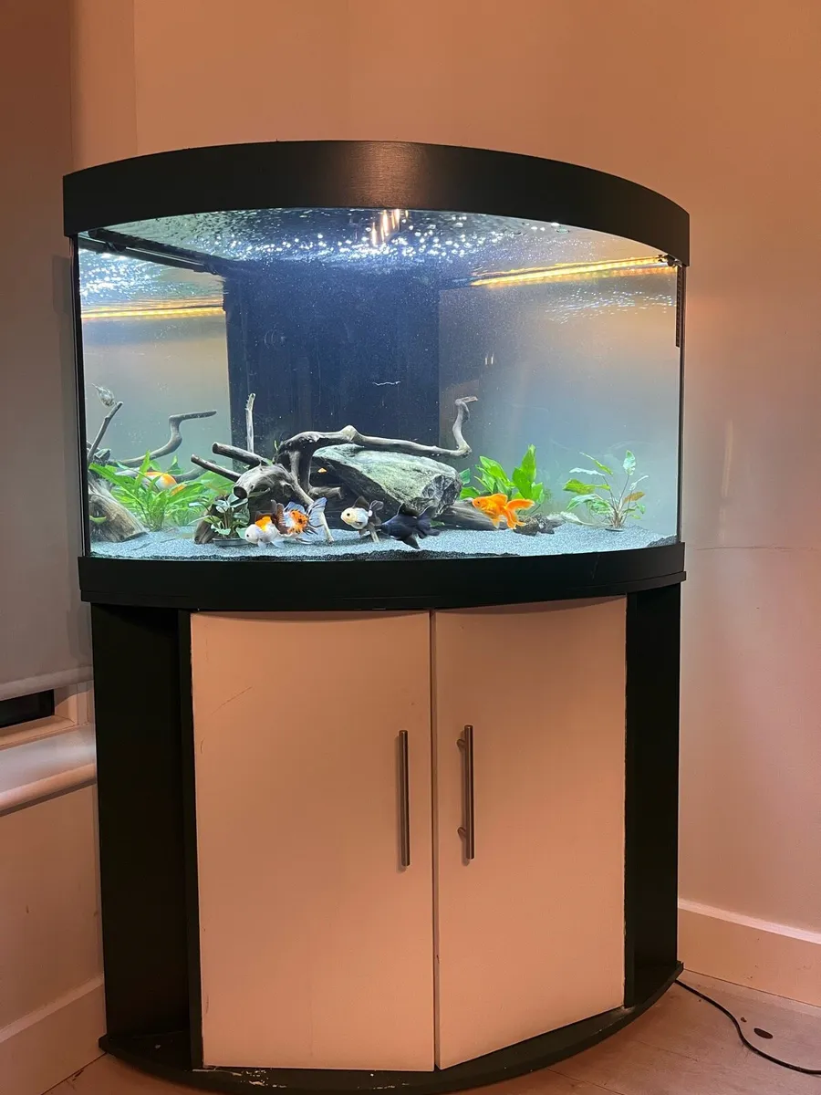 Rio trogon 190 fish tank for sale - Image 1