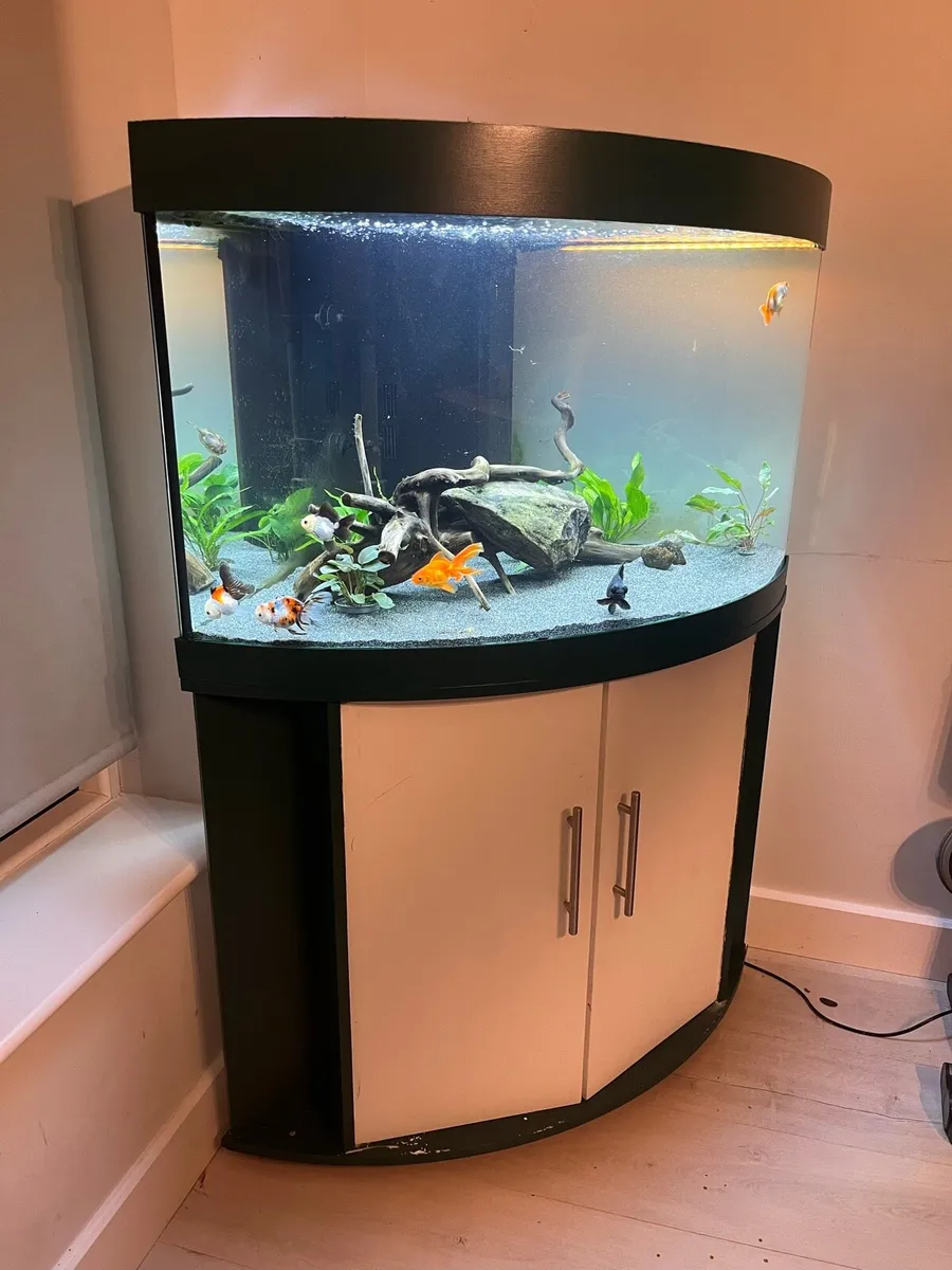 Rio trogon 190 fish tank for sale - Image 2