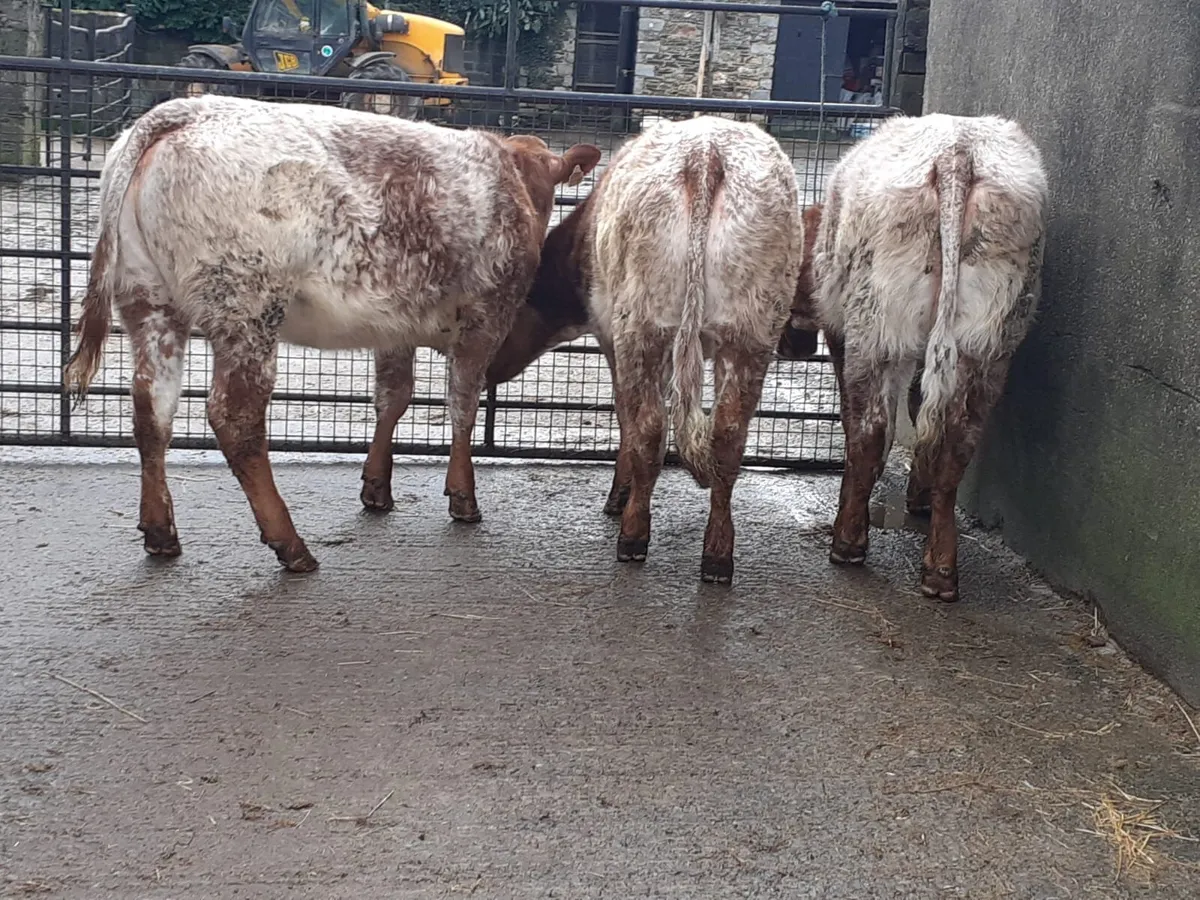 Beef cattle - Image 1