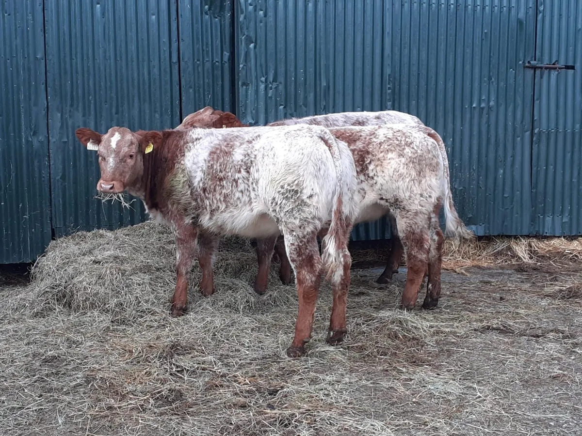 Beef cattle - Image 2